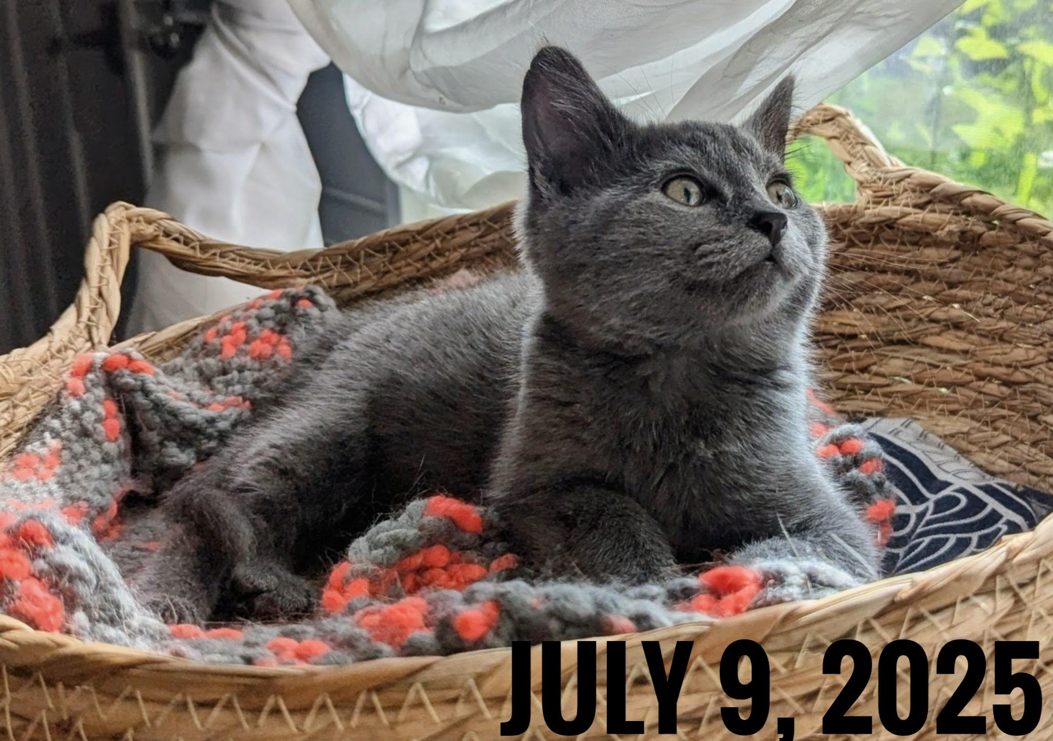 Enlarge Welch, a Adoptable Domestic Short Hair in Shelton, WA image 4/6