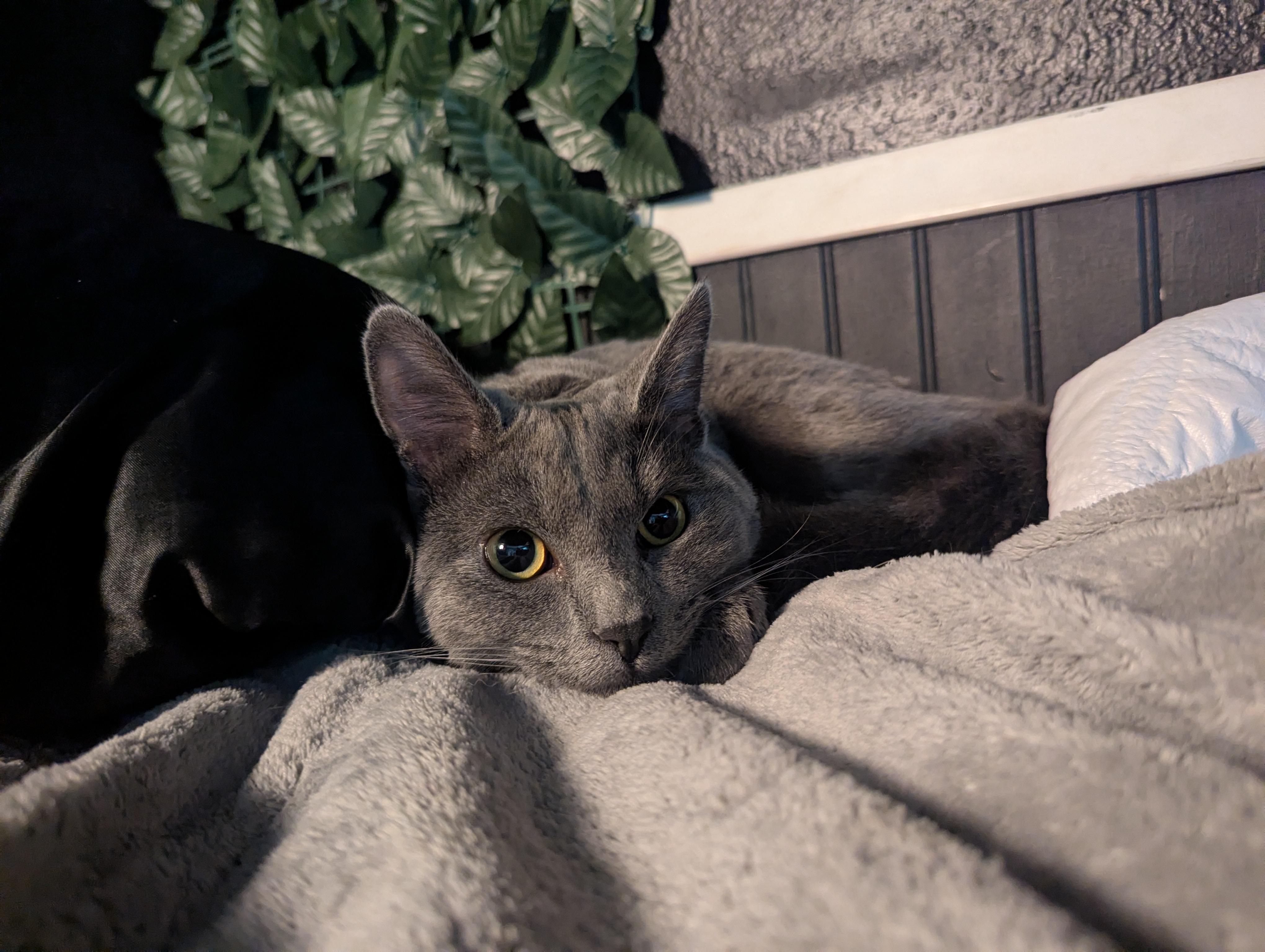 Enlarge Welch, a Adoptable Domestic Short Hair in Shelton, WA image 5/6