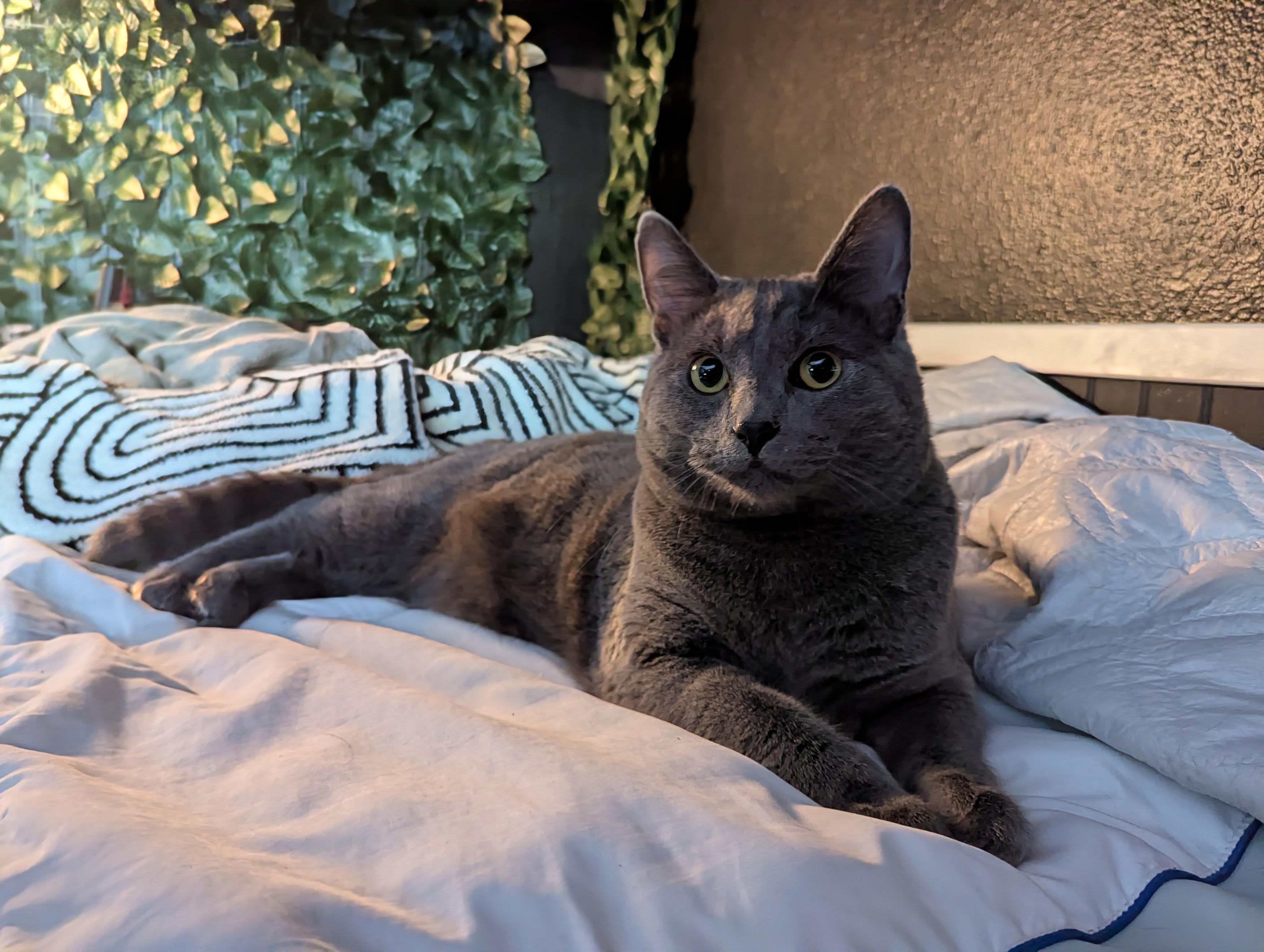 Enlarge Welch, a Adoptable Domestic Short Hair in Shelton, WA image 2/6