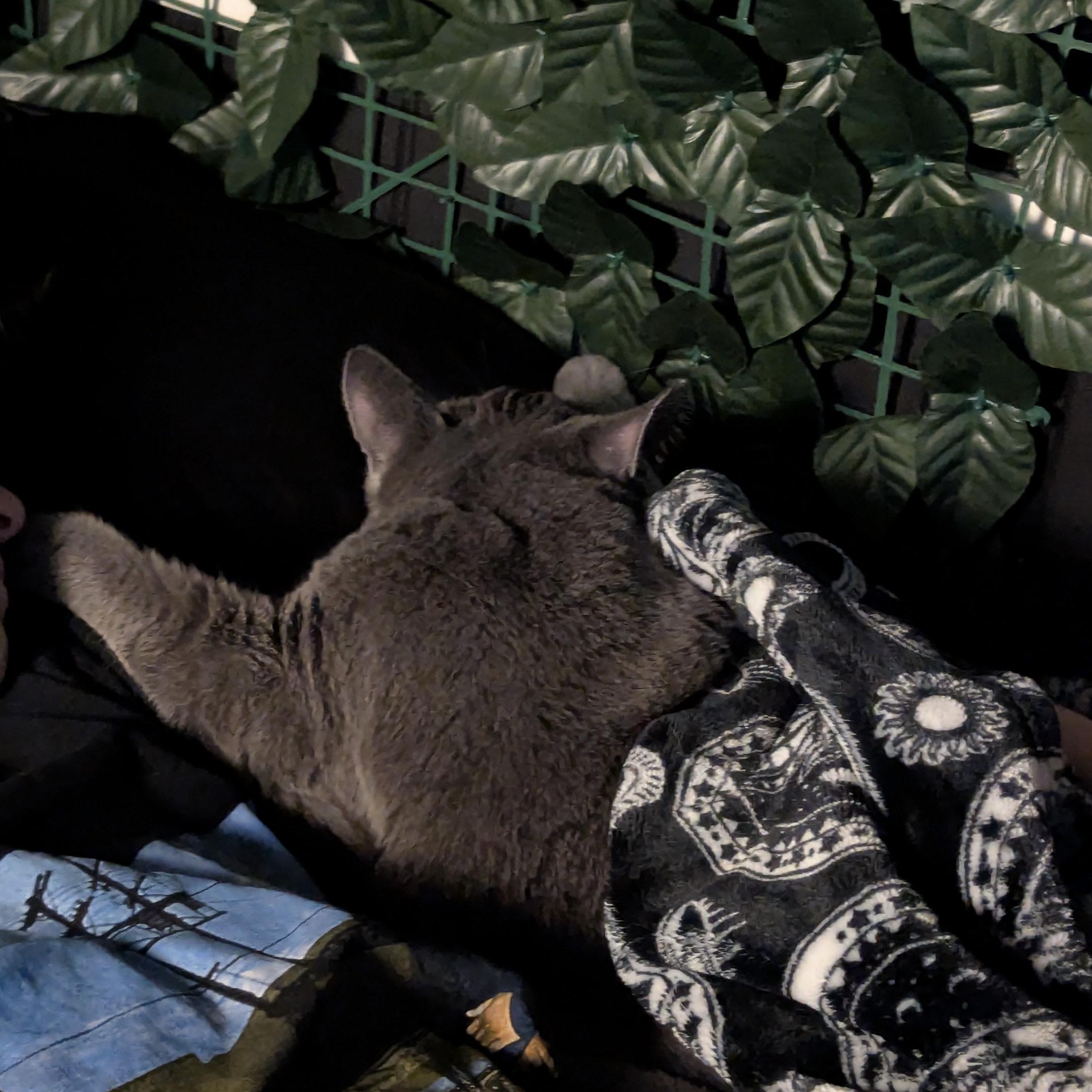 Enlarge Welch, a Adoptable Domestic Short Hair in Shelton, WA image 6/6