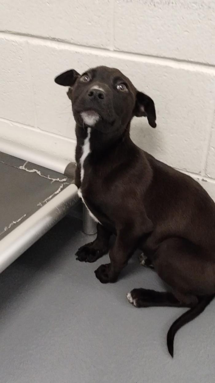 Lefou, Baby Male Terrier