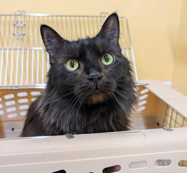 Enlarge Branson, a Adoptable mixed breed in Sechelt, BC image 1/1