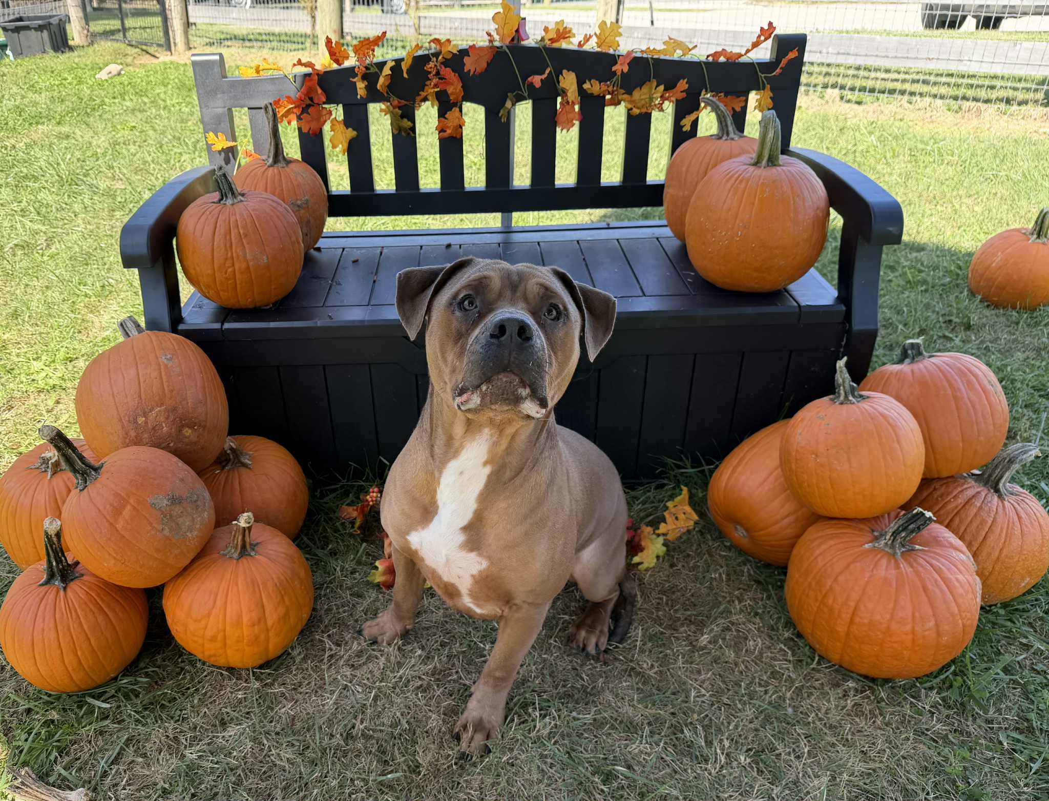 Gourd, Adoptable, Adult Male Pit Bull Terrier.