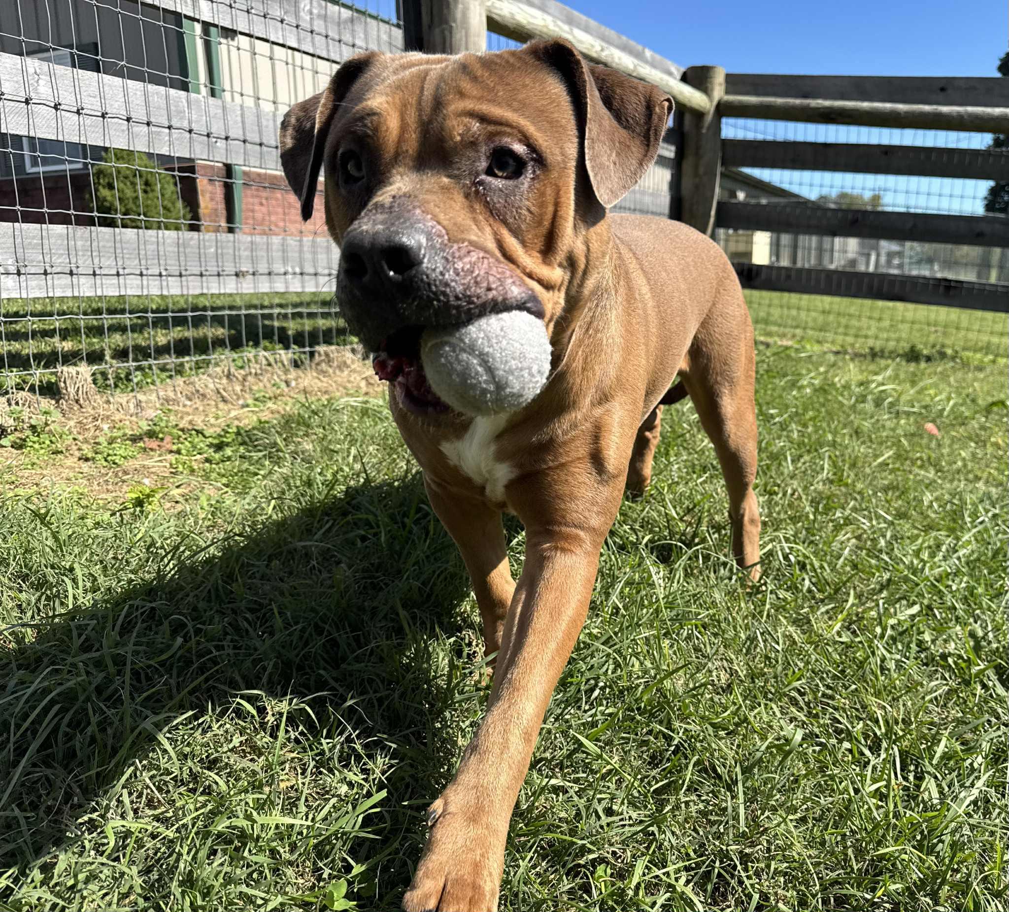 Gourd, a Adoptable mixed breed in Shelbyville, KY image 2/4
