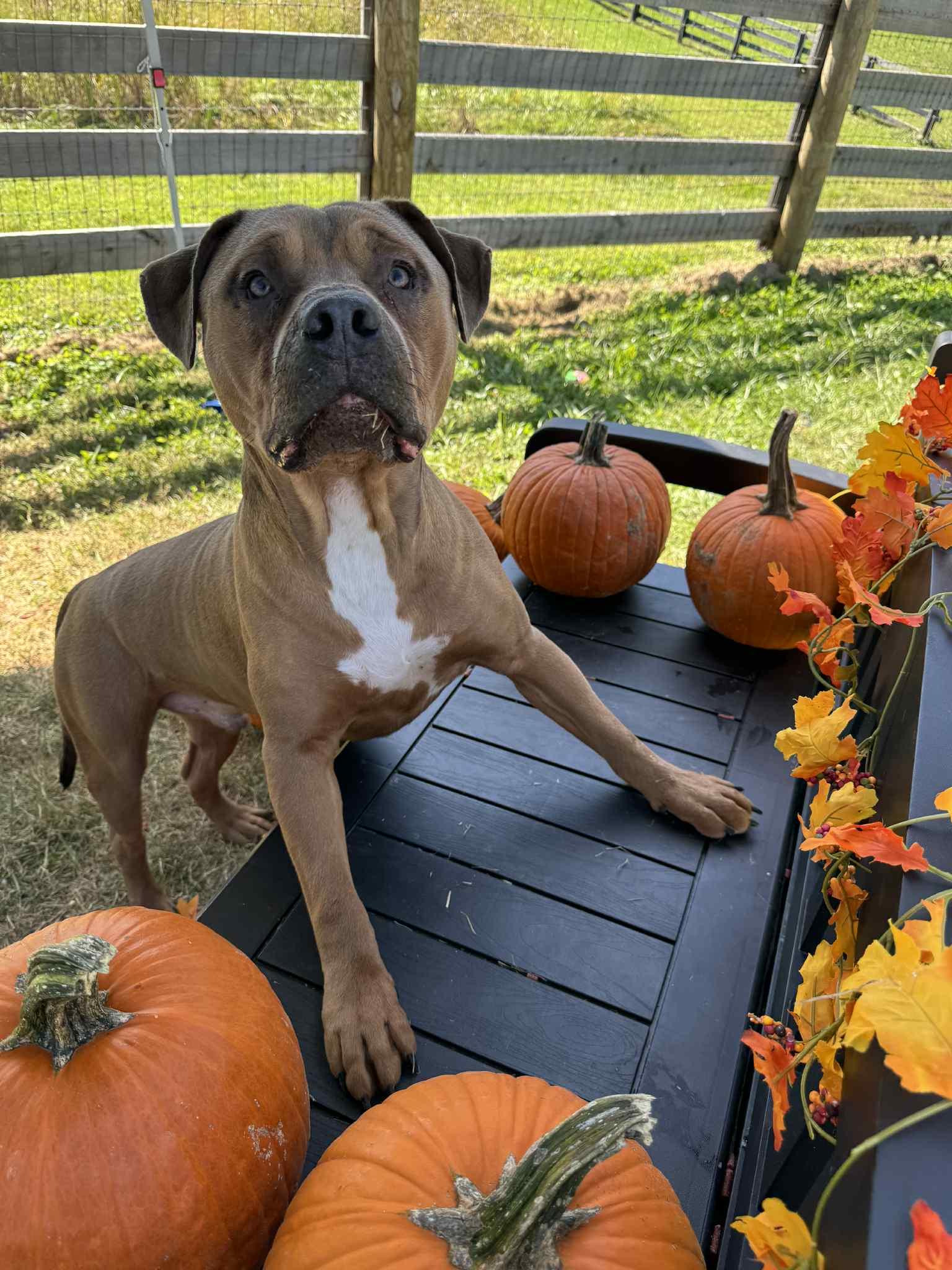 Gourd, a Adoptable mixed breed in Shelbyville, KY image 3/4