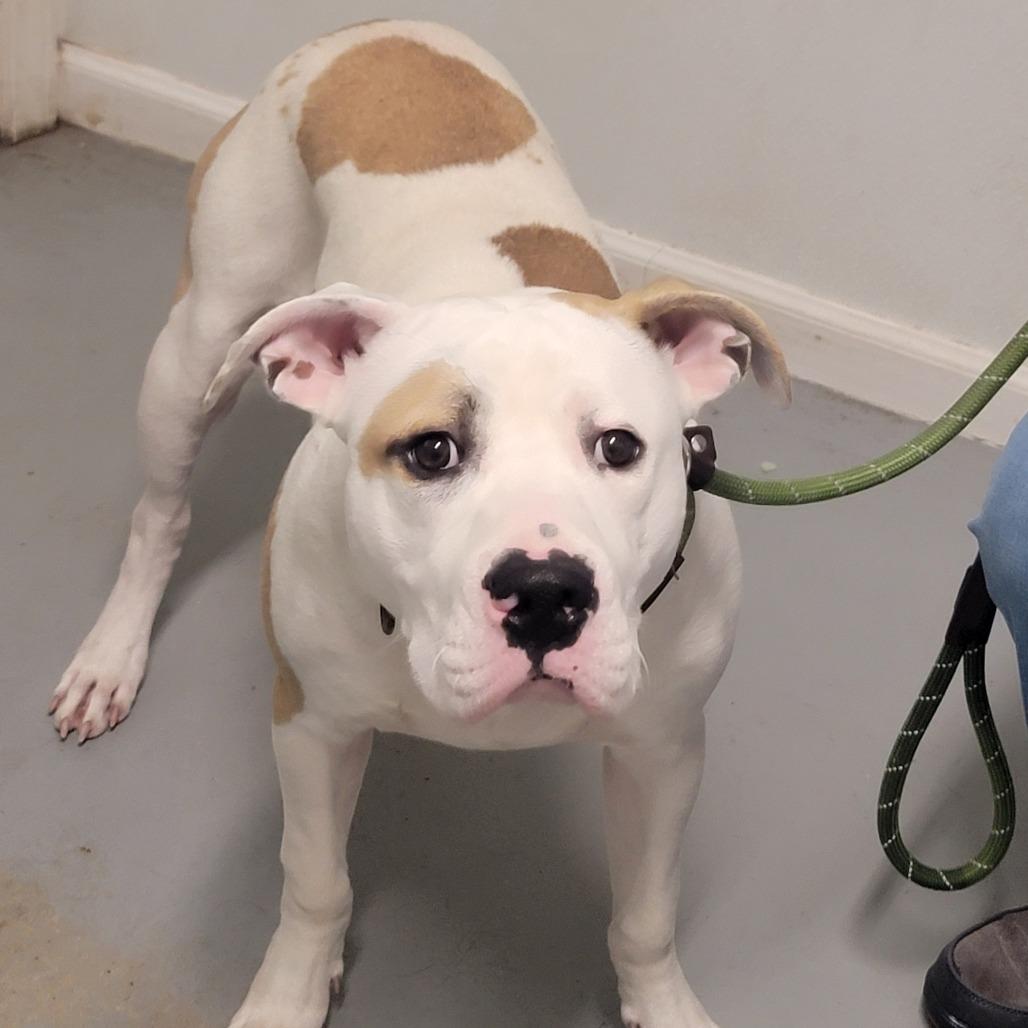 Enlarge Harbor, a Adoptable Mixed Breed in Troy, IL image 1/5