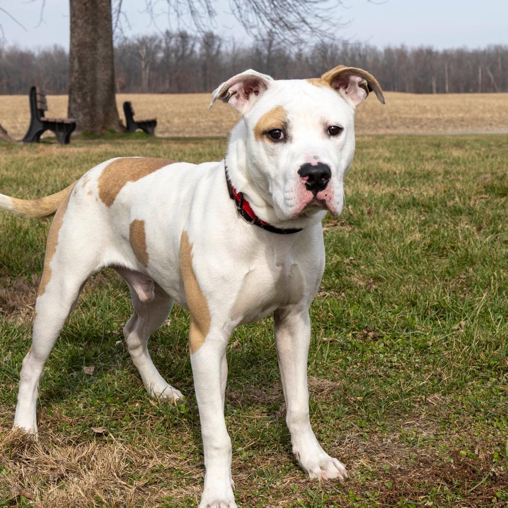Enlarge Harbor, a Adoptable Mixed Breed in Troy, IL image 2/5