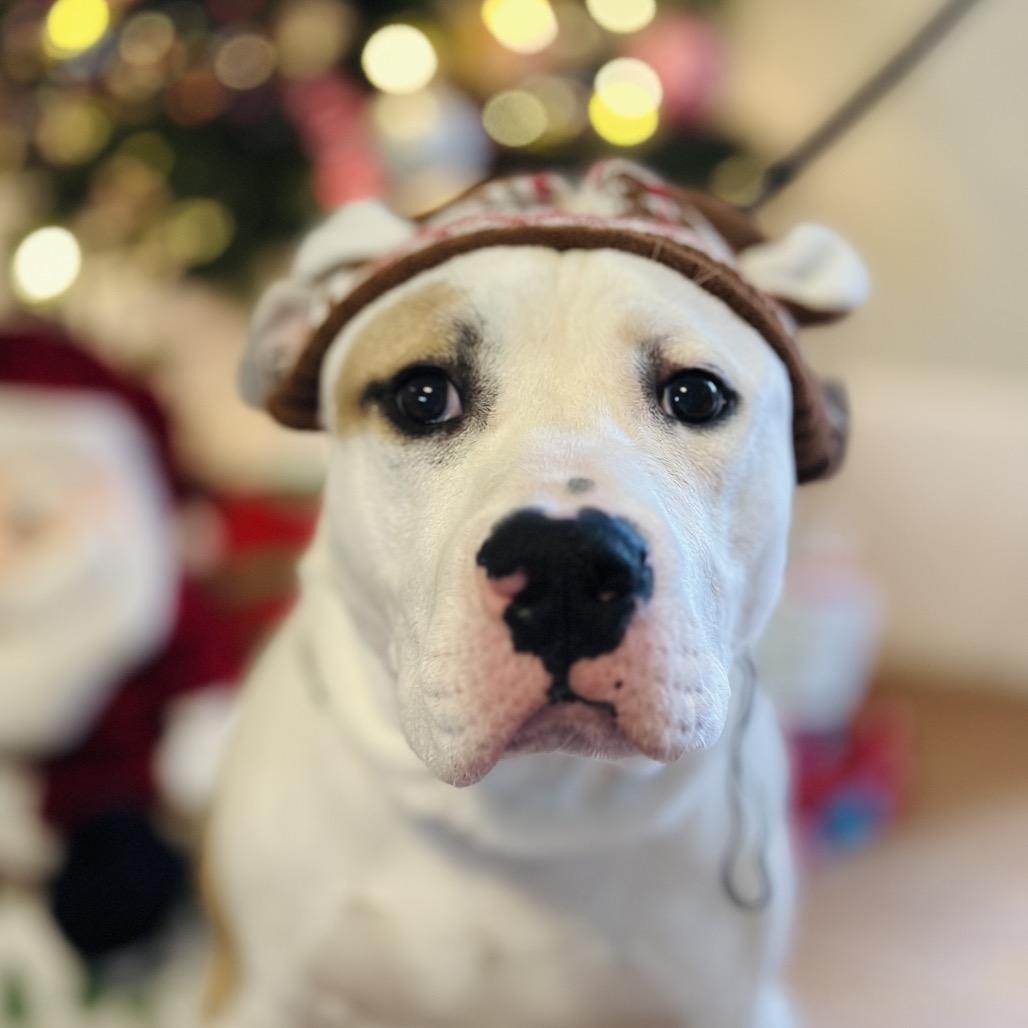 Enlarge Harbor, a Adoptable Mixed Breed in Troy, IL image 3/5