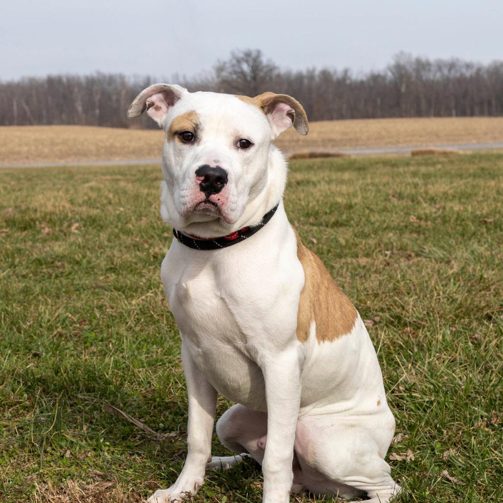 Enlarge Harbor, a Adoptable Mixed Breed in Troy, IL image 4/5
