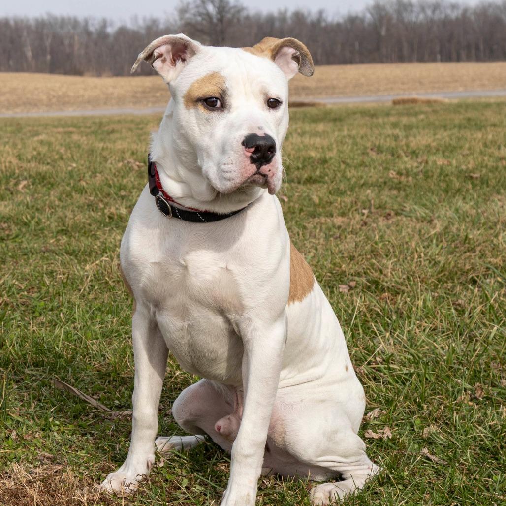 Enlarge Harbor, a Adoptable Mixed Breed in Troy, IL image 5/5