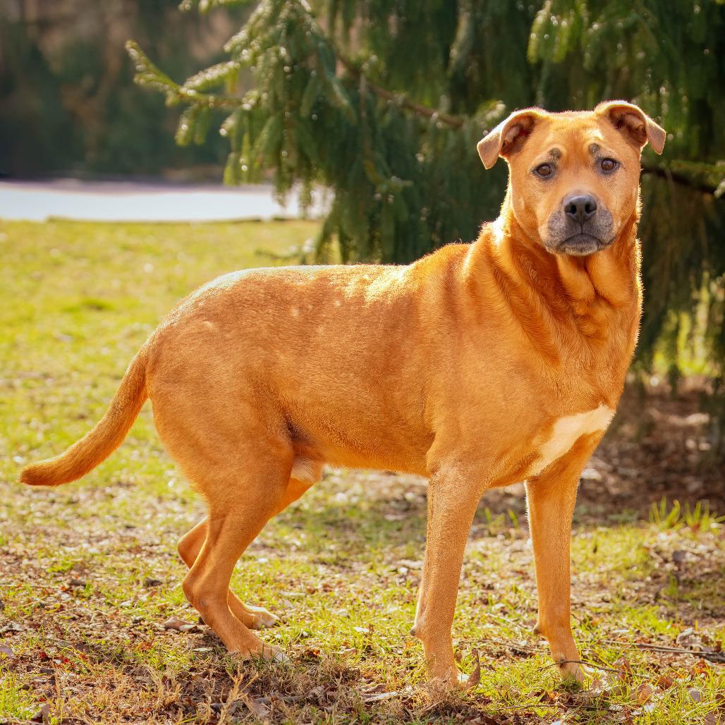 Enlarge Spartacus, a Adoptable mixed breed in Versailles, KY image 1/4