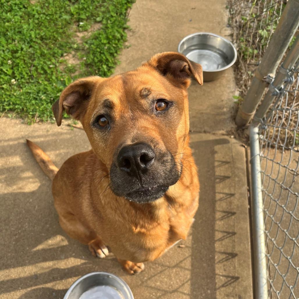 Enlarge Spartacus, a Adoptable mixed breed in Versailles, KY image 2/4