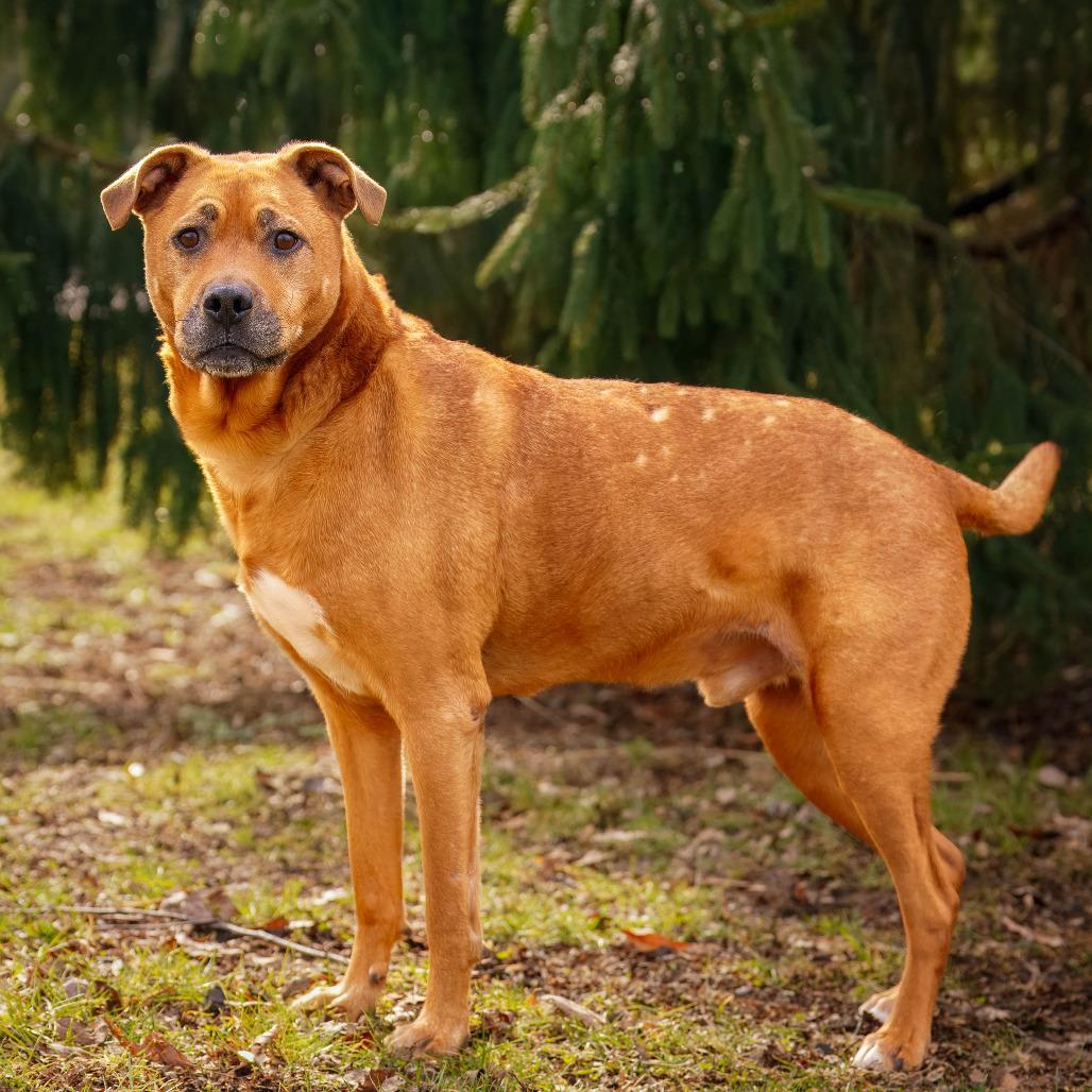 Enlarge Spartacus, a Adoptable mixed breed in Versailles, KY image 3/4