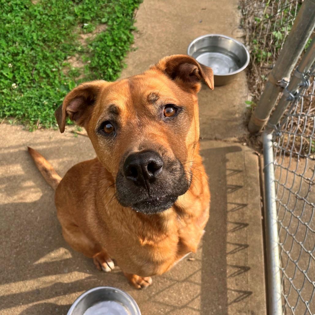 Enlarge Spartacus, a Adoptable mixed breed in Versailles, KY image 3/4