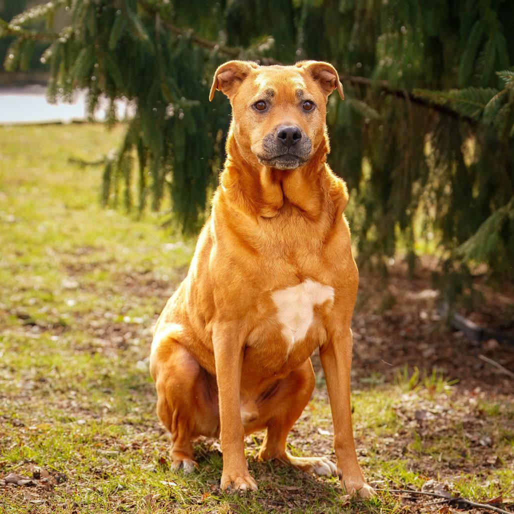 Enlarge Spartacus, a Adoptable mixed breed in Versailles, KY image 4/4