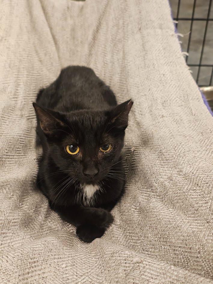 Bruno, Adoptable, Young Female Domestic Short Hair.