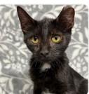 Zapata, Adoptable, Young Female Domestic Short Hair.