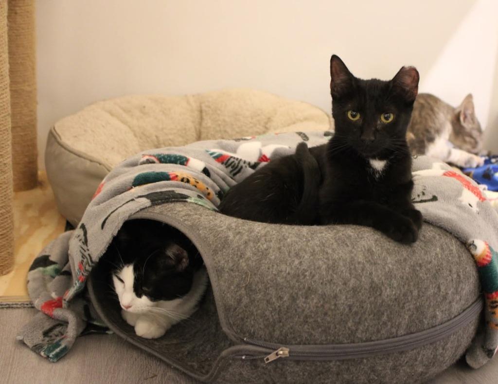 Enlarge Bruno, a Adoptable mixed breed in St. Cloud, MN image 3/3