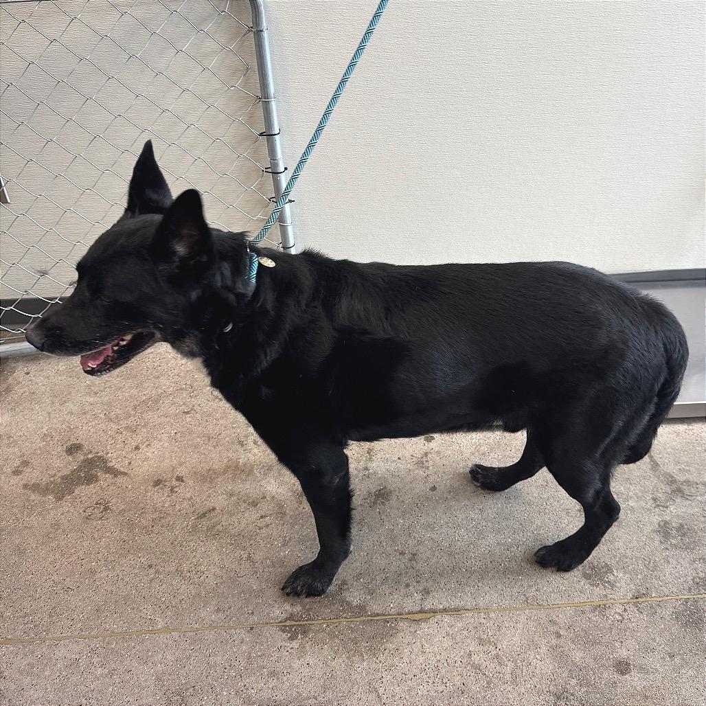 Walter, Adoptable, Senior Male Mixed Breed.