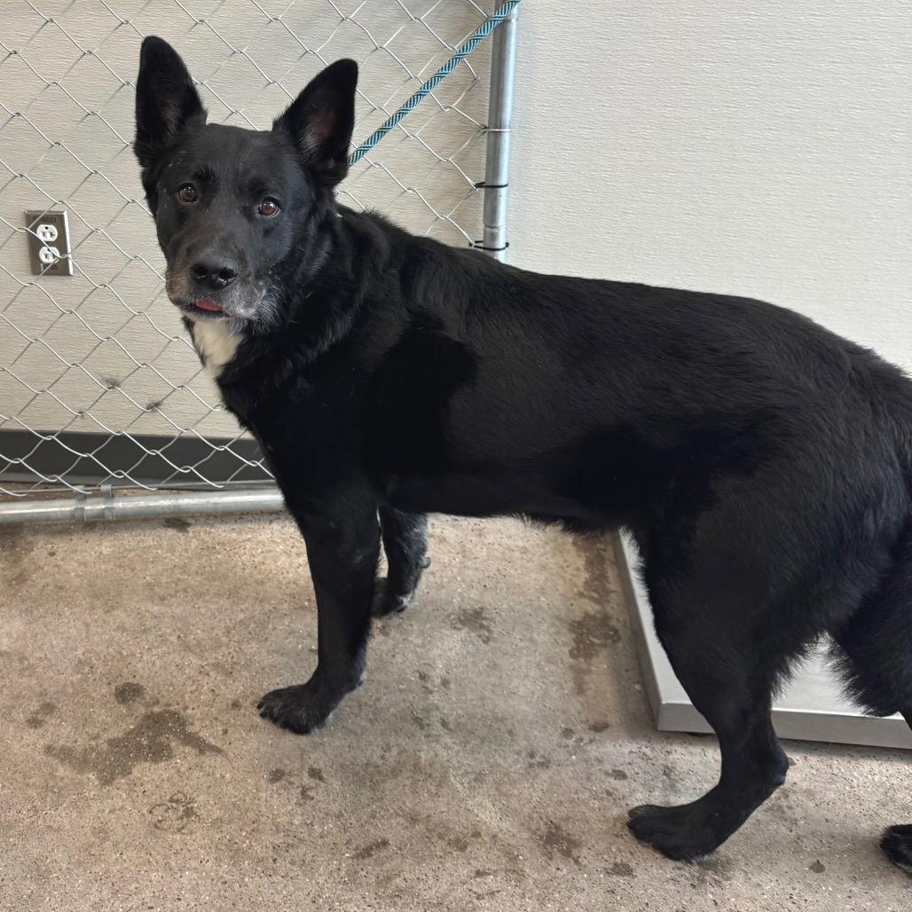 Enlarge Walter, a Adoptable Mixed Breed in Las Cruces, NM image 2/3