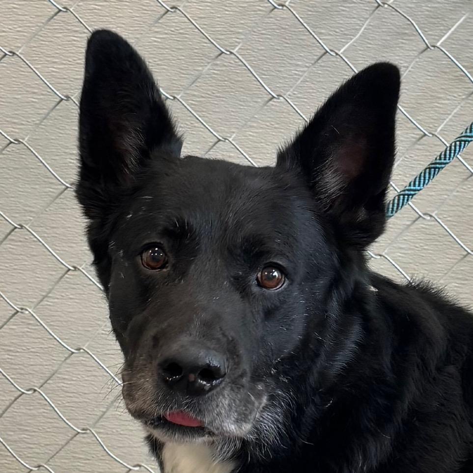 Enlarge Walter, a Adoptable Mixed Breed in Las Cruces, NM image 3/3