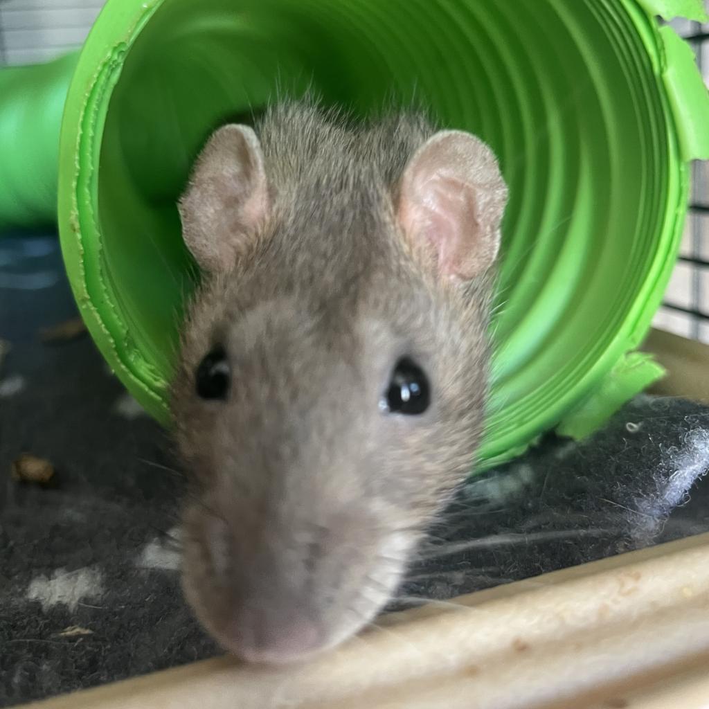 Cinnamon, a Adoptable Rat in Phoenix, AZ image 1/4