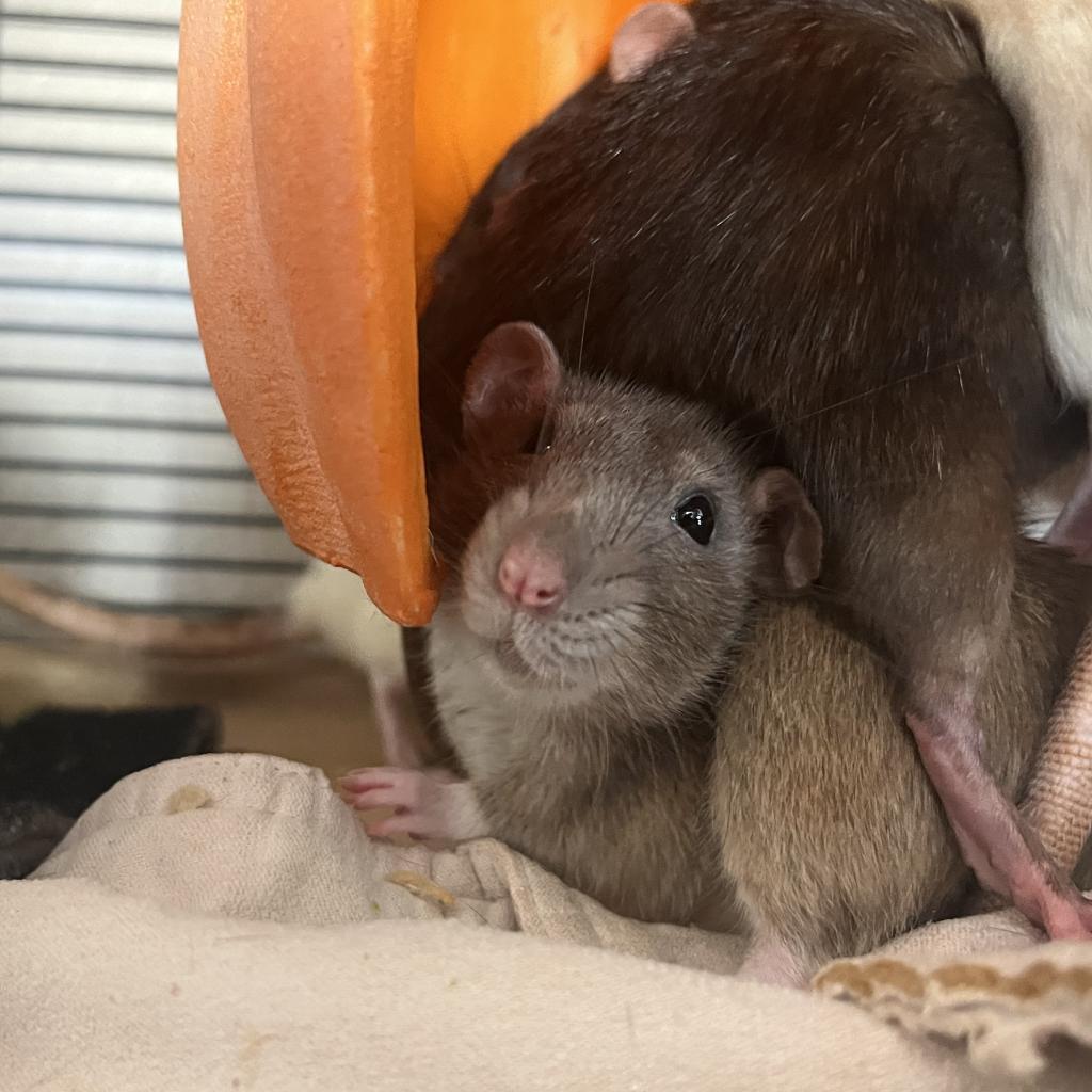 Cinnamon, a Adoptable Rat in Phoenix, AZ image 2/4