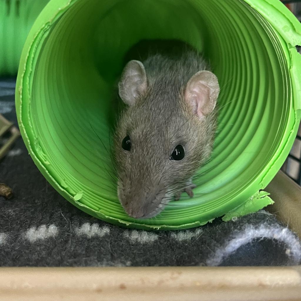 Cinnamon, a Adoptable Rat in Phoenix, AZ image 3/4
