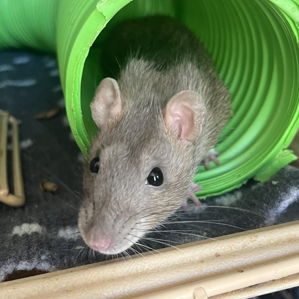 Cinnamon, a Adoptable Rat in Phoenix, AZ image 4/4