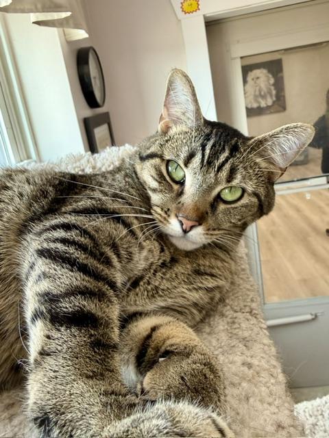 Zelda, ADOPTABLE, Adult Female Domestic Short Hair.