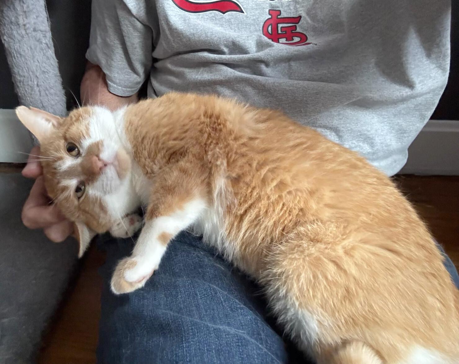 Erik, a Adoptable Domestic Short Hair in Fairview Heights, IL image 2/6