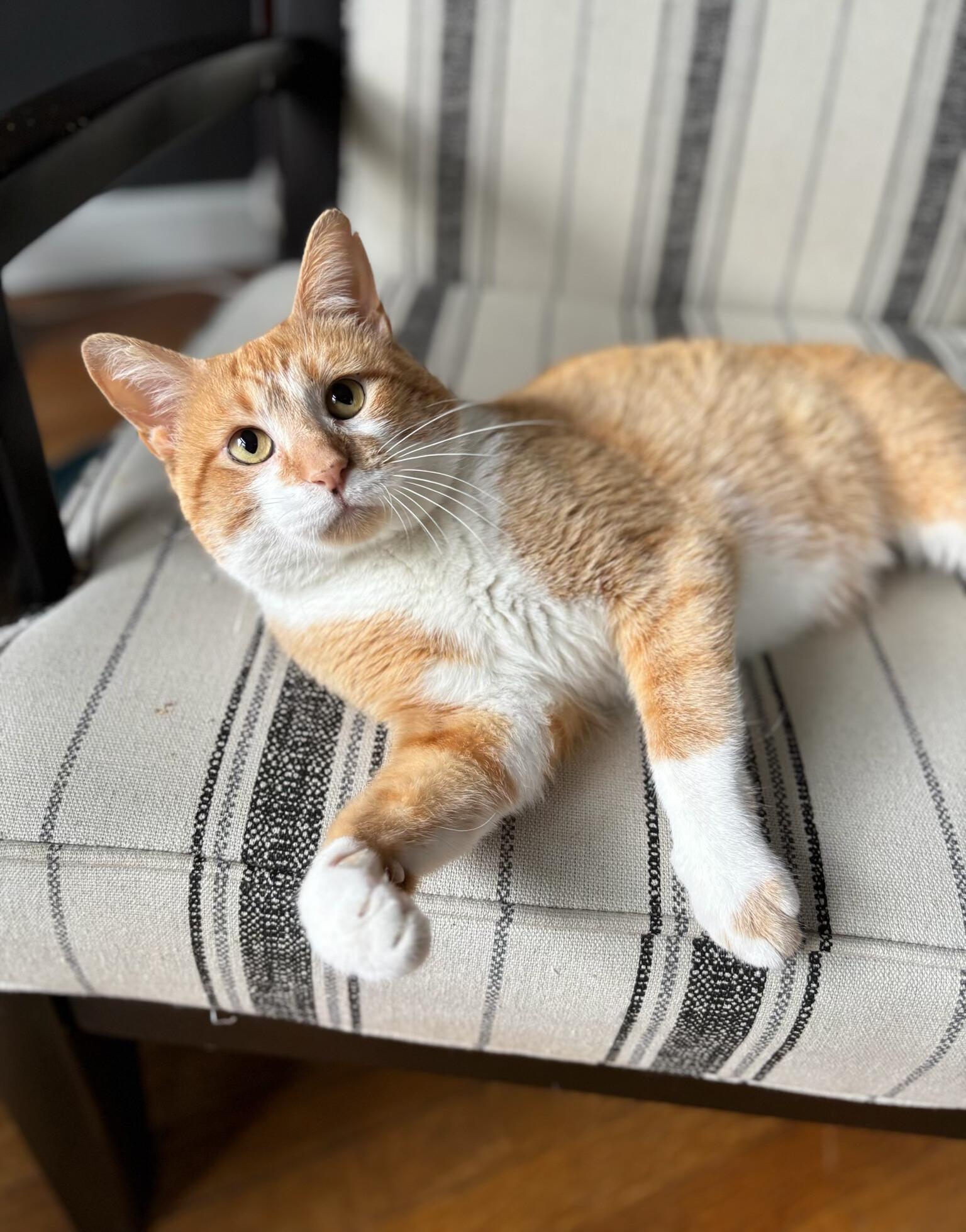 Erik, a Adoptable Domestic Short Hair in Fairview Heights, IL image 1/6
