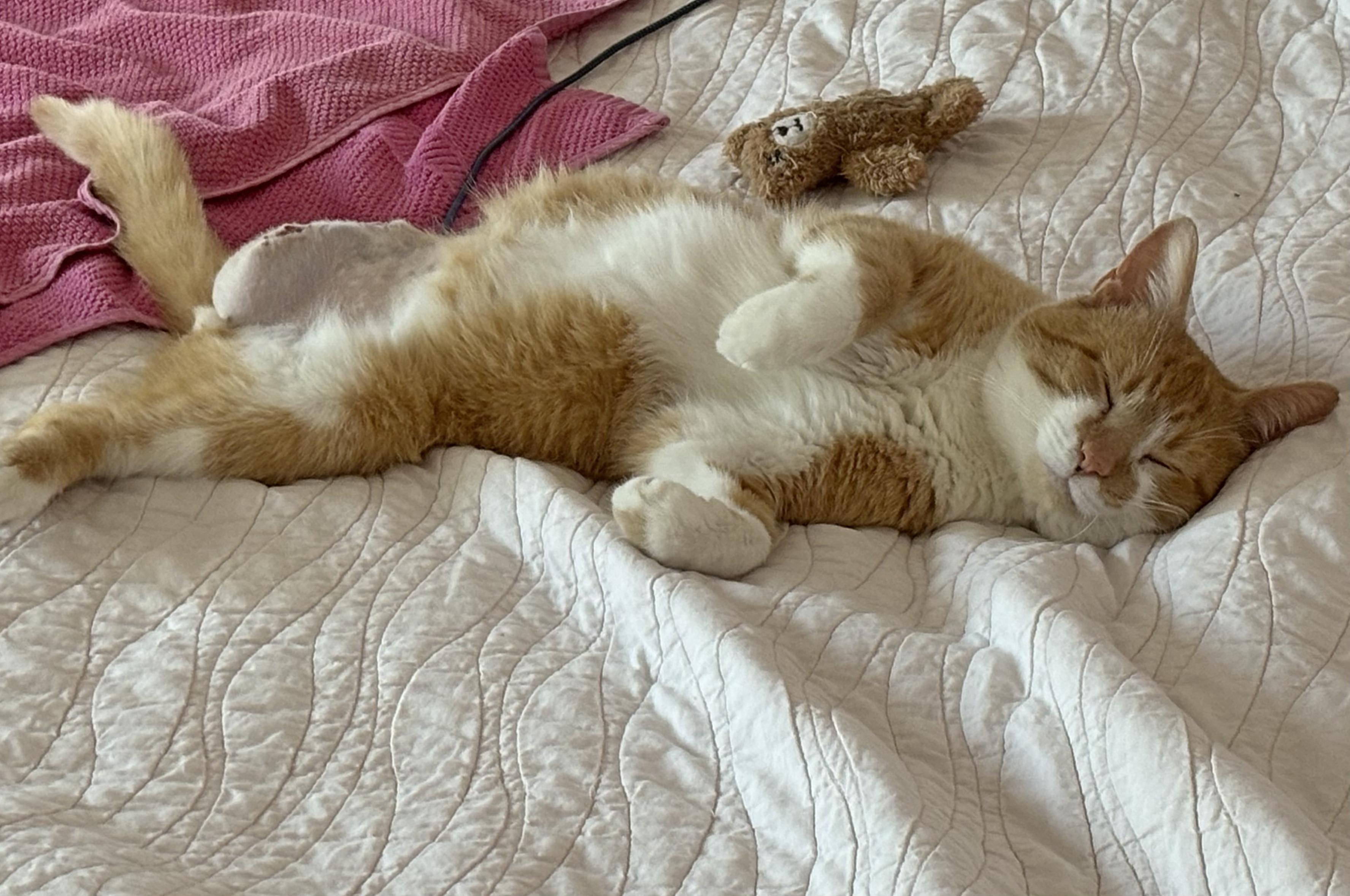 Erik, a Adoptable Domestic Short Hair in Fairview Heights, IL image 3/6