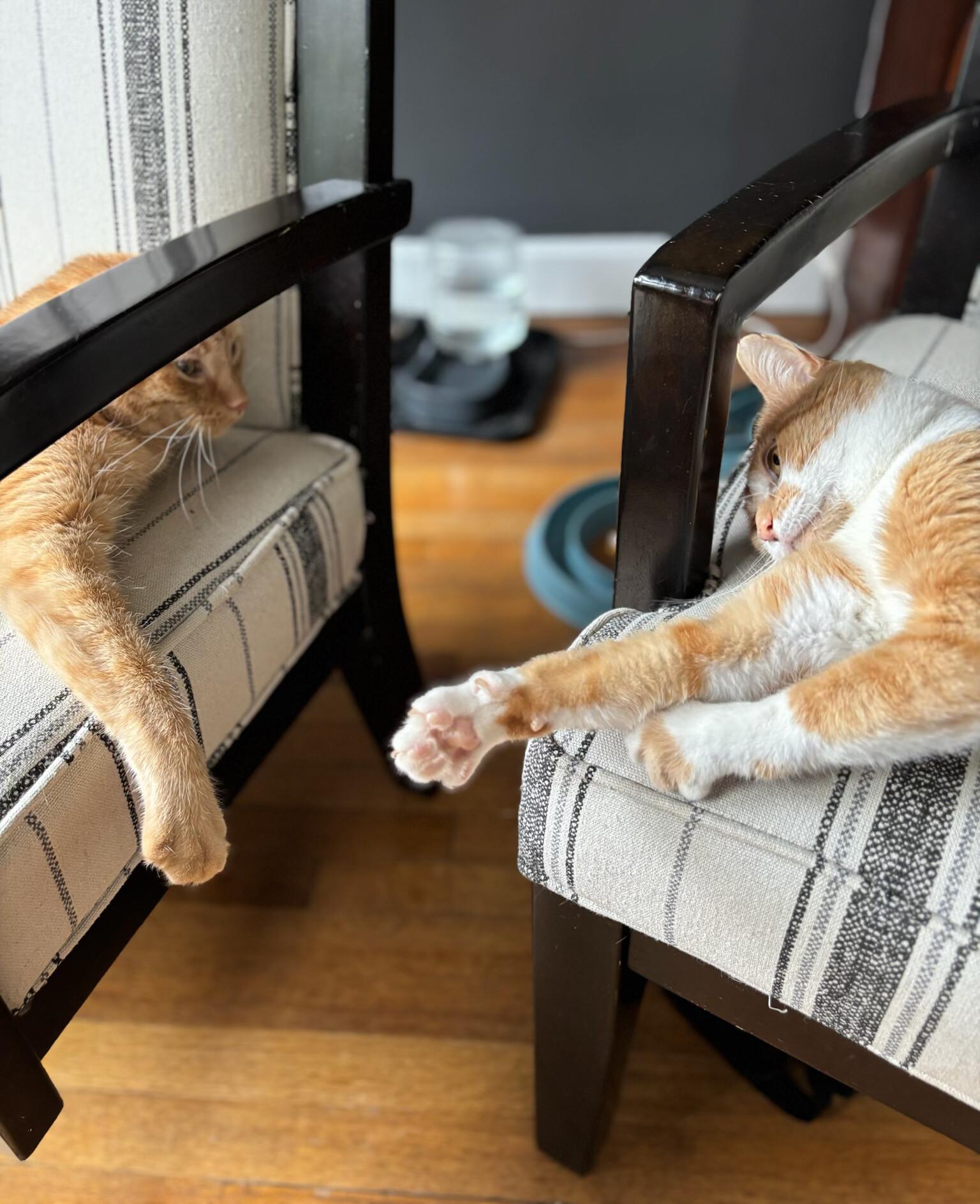 Erik, a Adoptable Domestic Short Hair in Fairview Heights, IL image 5/6