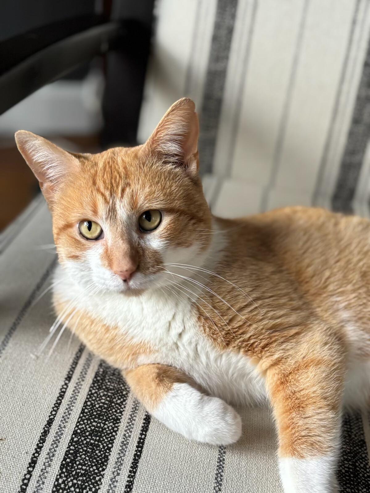 Erik, a Adoptable Domestic Short Hair in Fairview Heights, IL image 4/6