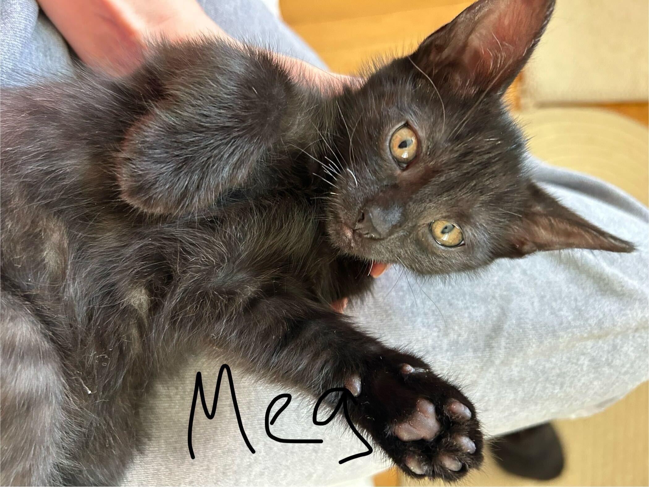 The Little Women (and One Gentleman)