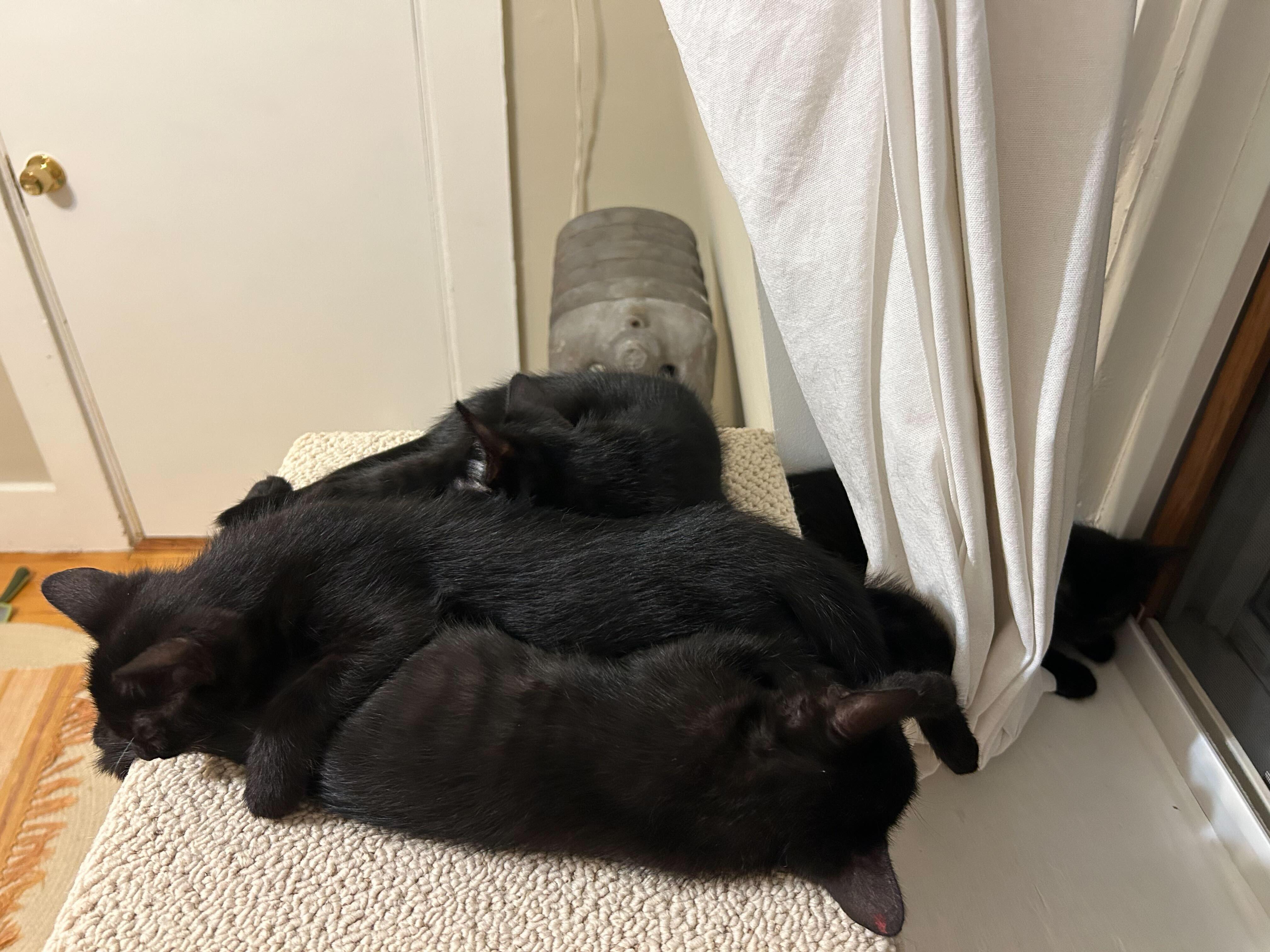 The Little Women (and One Gentleman)