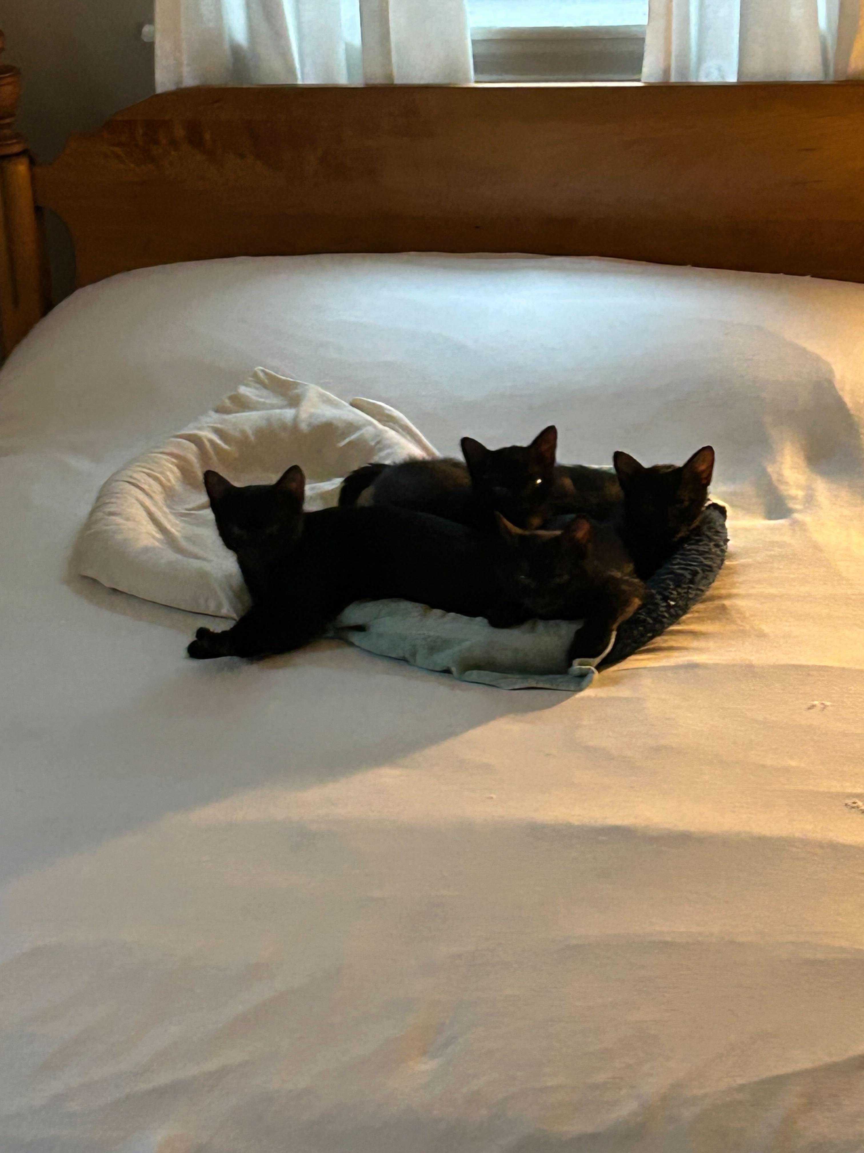 The Little Women (and One Gentleman)