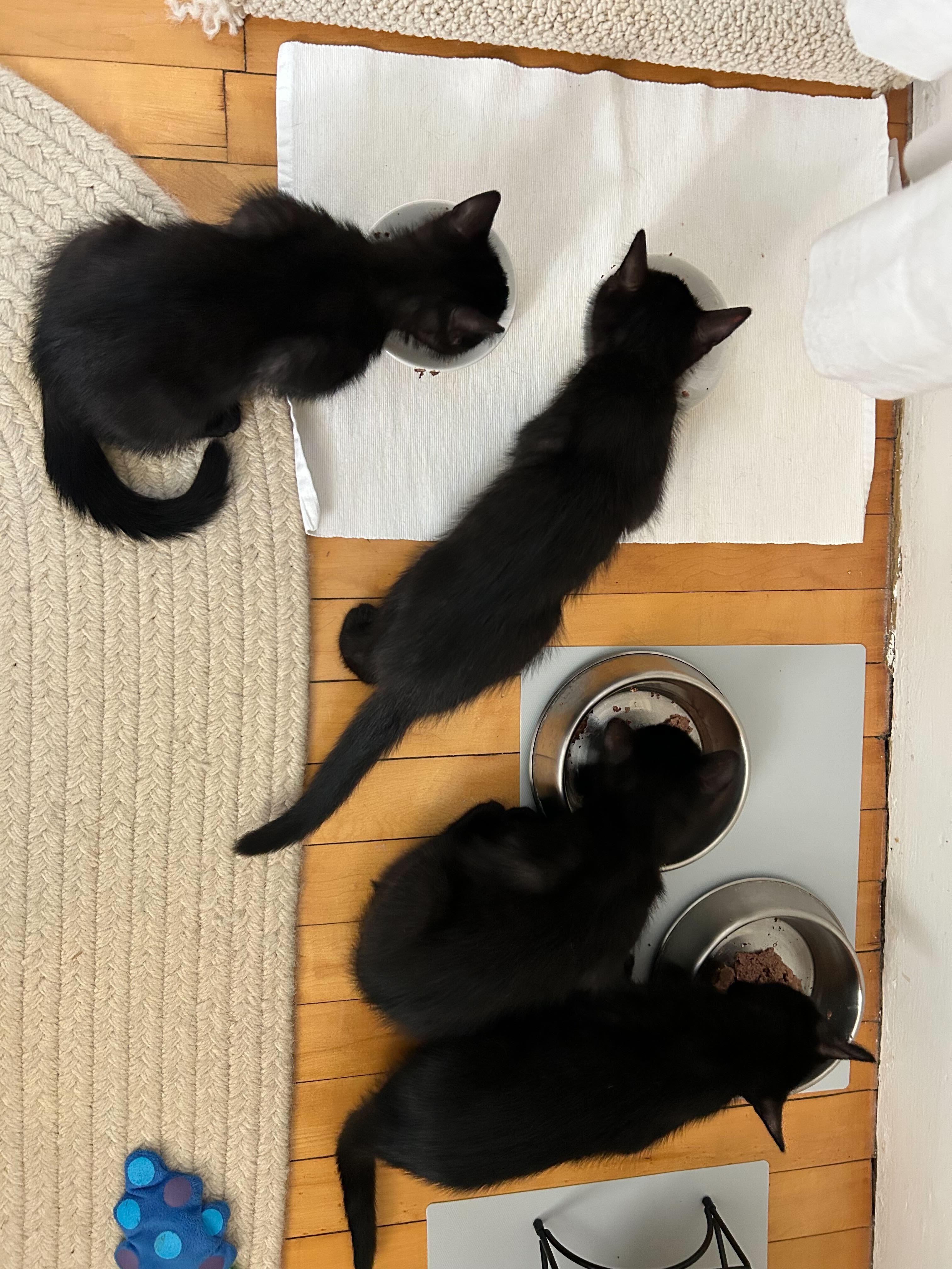 The Little Women (and One Gentleman)