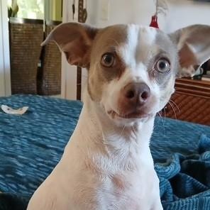 Asha (part of a bonded pair with Leyla)