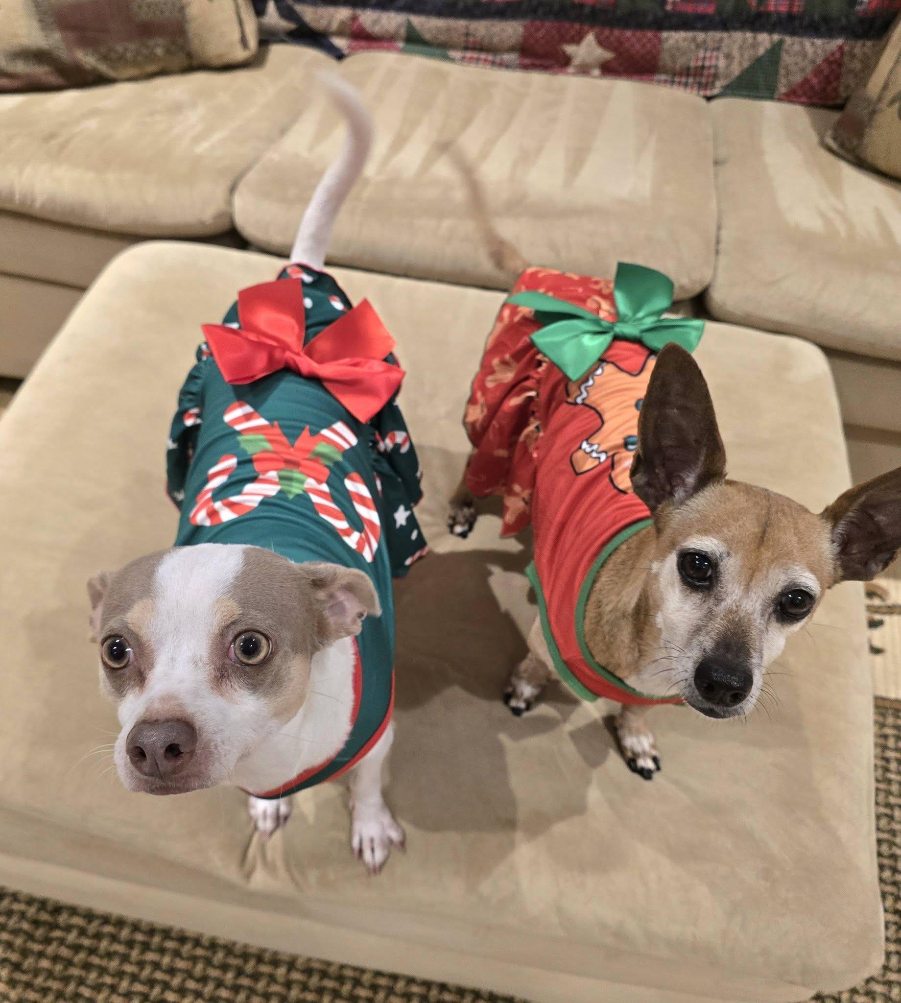 Enlarge Asha (part of a bonded pair with Leyla), a Adoptable mixed breed in Palm City, FL image 6/6