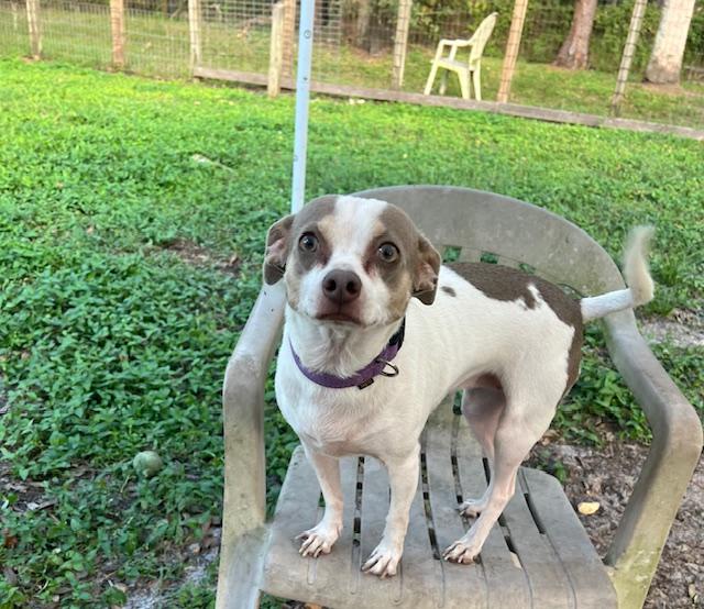 Asha (part of a bonded pair with Leyla)