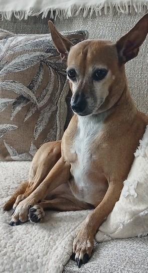 Asha (part of a bonded pair with Leyla)