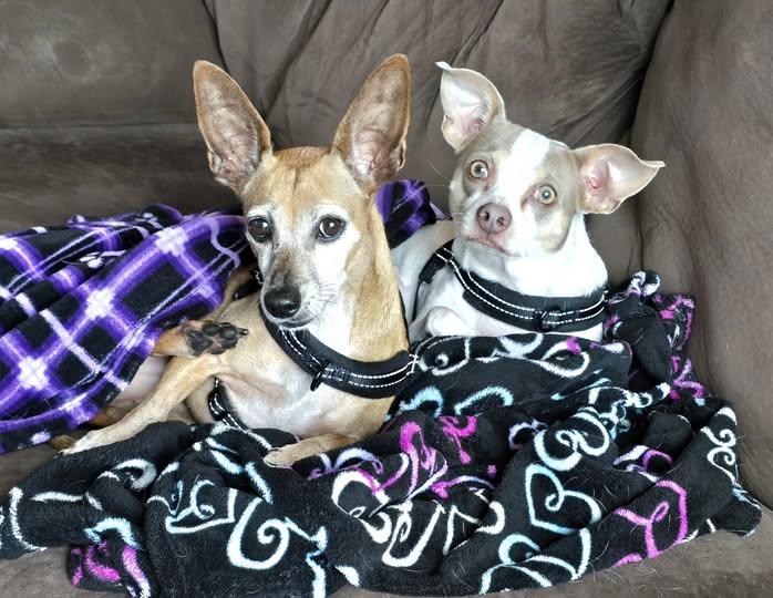 Enlarge Asha (part of a bonded pair with Leyla), a Adoptable mixed breed in Palm City, FL image 5/6