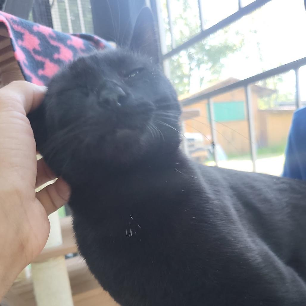 Batman, Adoptable, Young Male Domestic Short Hair.