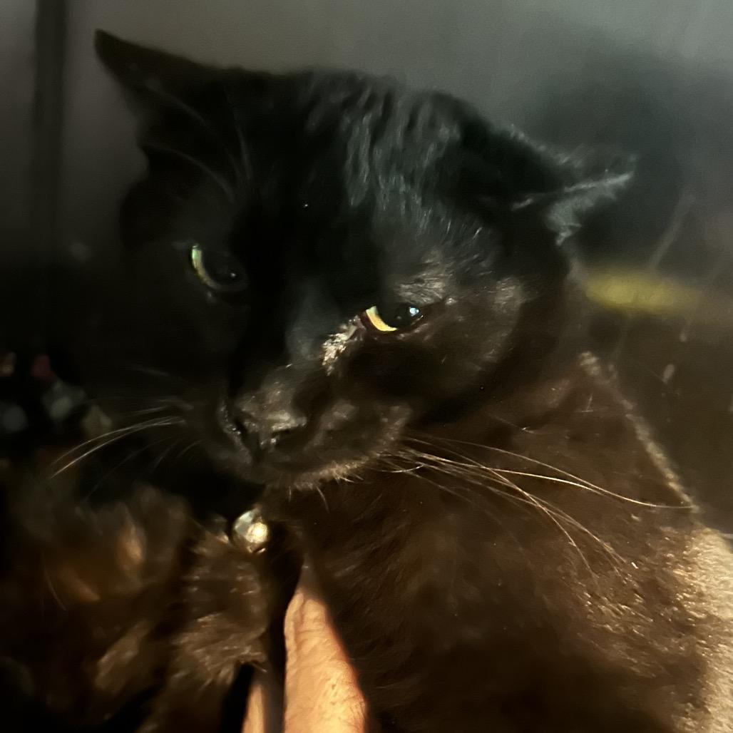 Enlarge Batman, a Adoptable Domestic Short Hair in Veneta, OR image 1/1