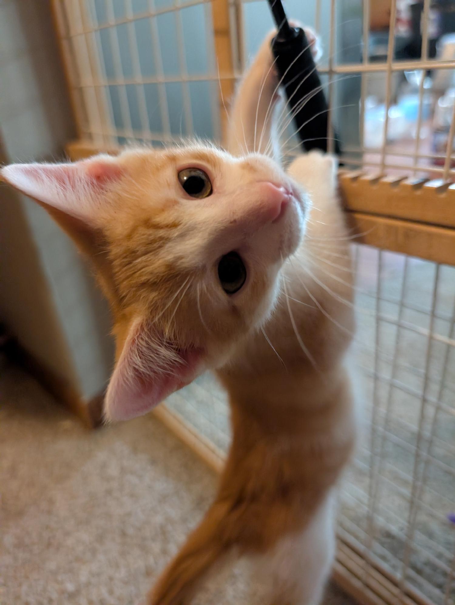 Cypress, ADOPTABLE, Kitten Male Domestic Short Hair.