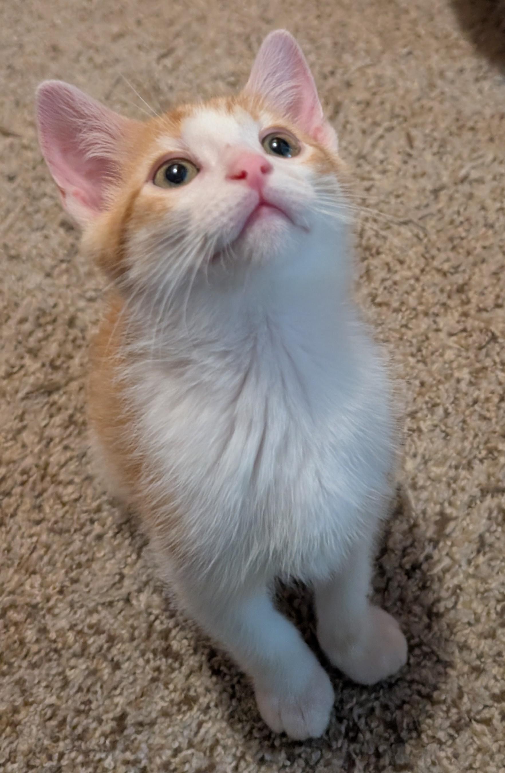Cypress, a ADOPTABLE Domestic Short Hair in Wadsworth, OH image 4/4