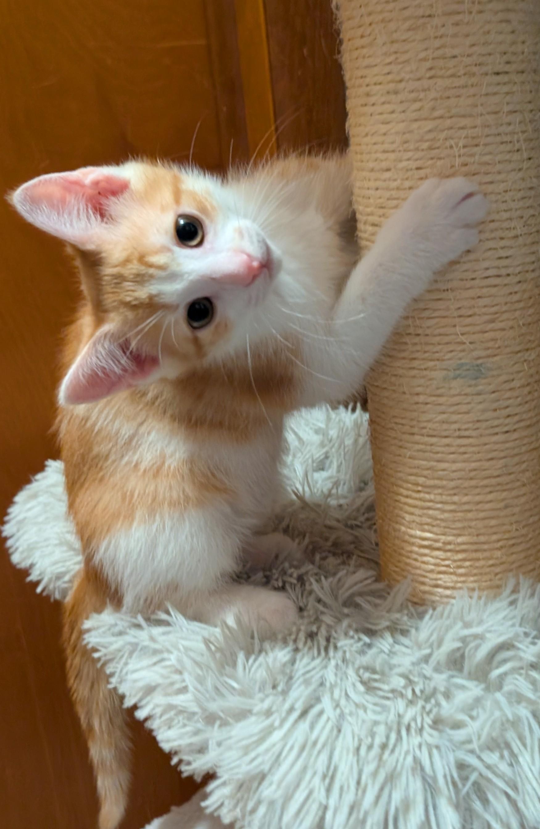 Cypress, a ADOPTABLE Domestic Short Hair in Wadsworth, OH image 3/4