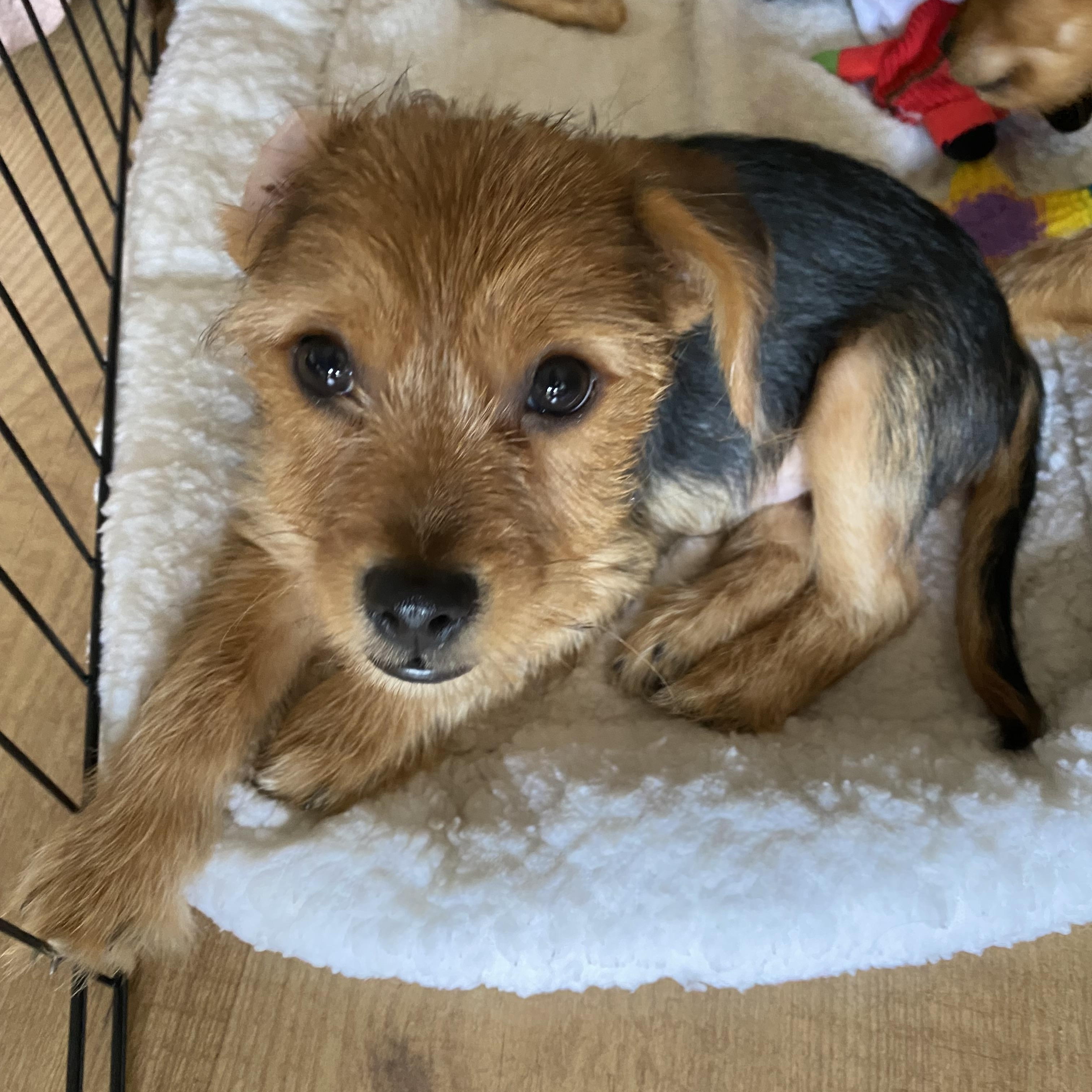Jermaine, a ADOPTABLE mixed breed in Corona Del Mar, CA image 2/3
